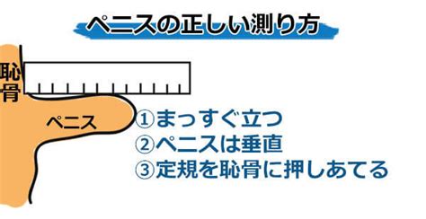 ちんこの測り方｜ペニス（男性器）を正しく測定する 